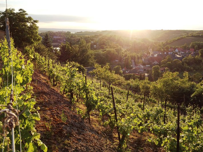 Weinberg mit Reihen von Reben, die einen sanften Hügel hinauf führen, bei Sonnenuntergang oder -aufgang mit Blick auf ein kleines Dorf und eine weite, hügelige Landschaft im Hintergrund.